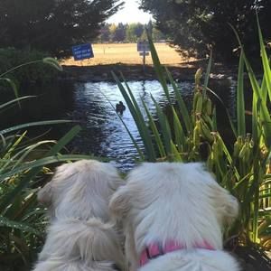 Meet your Posher, Chantal